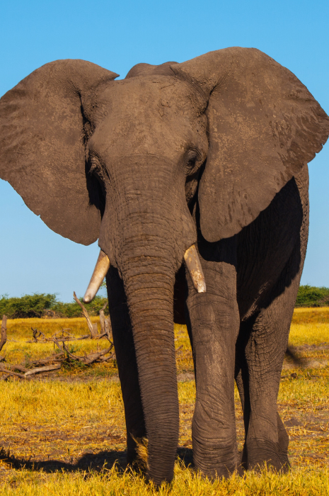 Copia de Botswana