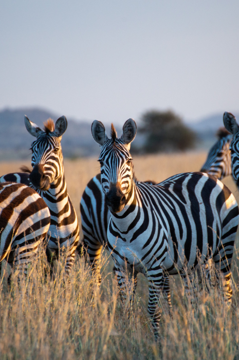 Copia de Tanzania