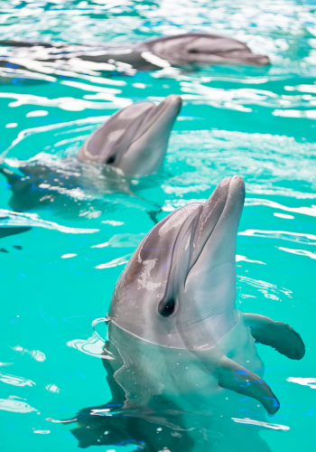 Interactúa en un entorno privado con delfines, dentro de uno de los resorts más exclusivos de Dubái.