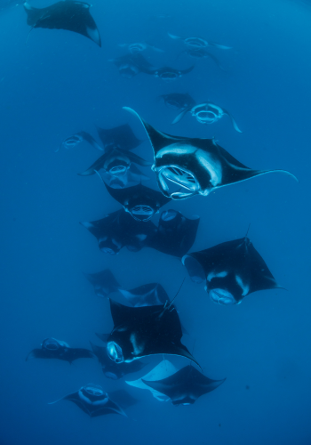 Explora arrecifes vírgenes con guía privado y nada junto a mantarrayas en aguas turquesa.